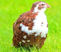 30 Showline Jumbo Coturnix Quail Hatching Eggs – Rare Colors & Premium Genetics