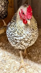 8+ Silver Laced Wyandotte PURE- Fertile Hatching Eggs!