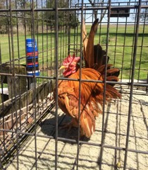 6 + 3 SQ Fresh Serama Hatching Eggs Splash Blue Black Chocolate Mottled! NPIP