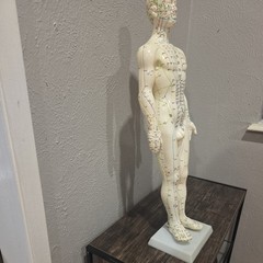 Male Acupuncture Model 20″ with Base Support Arm Chinese + English Points NIB