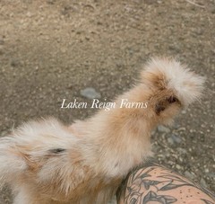 6 Silkie Calico Splash/Calico Paint Project Pen Hatching Eggs NPIP/AI