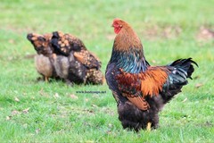 6+ Gold Laced Brahma Fertile Chicken Hatching Eggs Gentle Large Breed