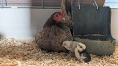 10++ eggs: Serama Bantam Chicken Hatching Eggs-Pocket, Teacup, Tiny