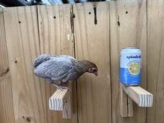 Kikiriki Chicken Hatching Eggs 12+ Micro Puerto Rican Hen Rooster Mini Dozen