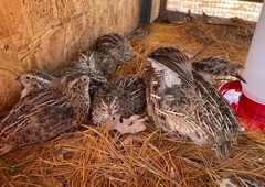 24+ Fertile Coturnix Quail Hatching Eggs – Farm Fresh – Speckled Brown