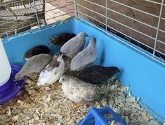12 Exotic Rare Button Quail Hatching Eggs Colors extras included