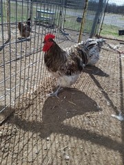6+ Blue Splash English Orpington show quality hatching eggs