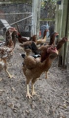 1 Indio Gigante hatching eggs Brazil. NPIP~ AI TALLEST CHICKEN BREED IN WORLD 🌎