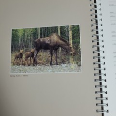 New: Images of Nature Address Book, Featuring Photos by Thomas Mangelsen