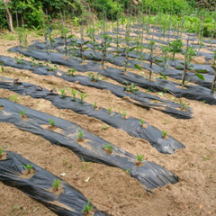 Vapor Barrier Supply – Poly Cover Black Vapor Barrier Plastic Sheeting – 10 Mil