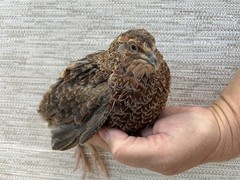 24+++ Fertile Jumbo Multi Color Coturnix Quail Hatching Eggs