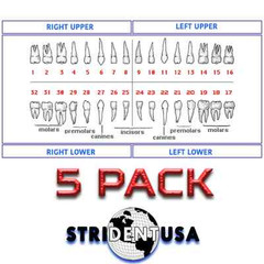 Ivorine Teeth For Typodont 860 – 5 or 10 PACK Compatible with Columbia 860 Brand