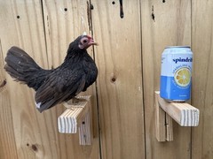 Kikiriki Chicken Hatching Eggs 12+ Micro Puerto Rican Hen Rooster Mini Dozen