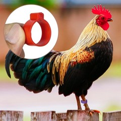 Durable 20mm Poultry Leg Bands – 50 Pack with 5 Vibrant Colors for Easy Sorting
