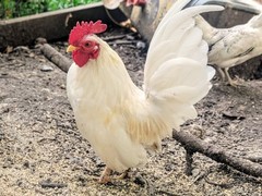 10++ eggs: Serama Bantam Chicken Hatching Eggs-Pocket, Teacup, Tiny