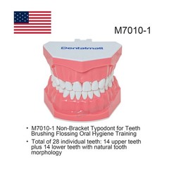 US 1:1 Typodont Teeth Model M7010-1 for Brushing Flossing Practice Teaching