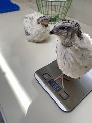 18 – Jumbo Pearl Fee – Coturnix Quail Hatching Eggs – Rare Color