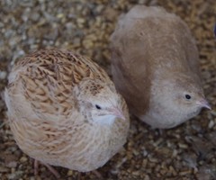 12+ Coturnix Quail Hatching Eggs, Fun Colors, NPIP, Free Shipping