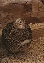 10+ Extras**RARE COLORS** COTURNIX QUAIL HATCHING EGGS