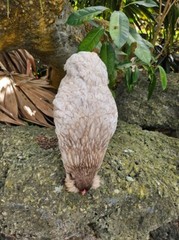 (6) Mauve and Chocolate Ameraucana Hatching Eggs – Possible Mottled Split!