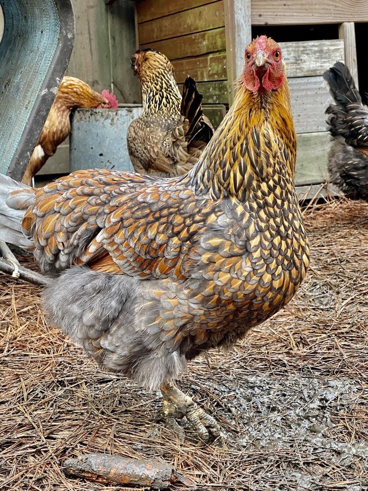 12+ Mix Chicken Hatching Eggs Ameraucans Orpingtons Wyandotte Maran Giant Cochin