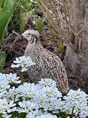 25+ Assorted Coturnix Fertile Quail Hatching Eggs – Variety Of Color