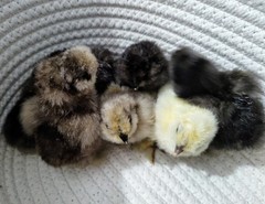 6+ Fertile Bantam Silkie Chicken Hatching Eggs. Frizzles/ Satins Possible.