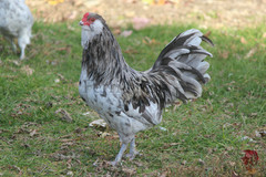 10+ Bantam Splash Ameraucana Fertile Hatching Eggs
