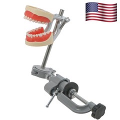 Kilgore Nissin 200/500 Dental Typodont Model With Removable Teeth Mounting Pole