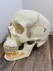 3B Scientific Classic Human Skull Model Opened Detachable Lower Jaw 3 Part