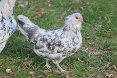 10+ Bantam Splash Ameraucana Fertile Hatching Eggs