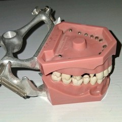 Vintage Columbia Dental Dentoform Typodont 1361 1362