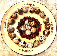23+ Fertile Hatching Eggs Quail Coturnix Jumbo White Texas A&M Meat & Egg Birds