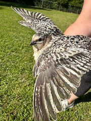 100+ RARE COLORS Coturnix Quail Hatching Eggs NPIP AI Free