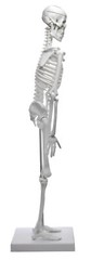 Miniature Human Skeleton Model, 17.5″ Tall – Eisco Labs