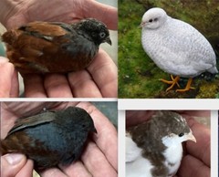 25 BUTTON QUAIL EGGS from 12+ vars ships 2 day FEDEX PLEASE READ Carton Packed