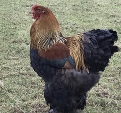 Shipping On Me 12 Red/Blue/GOLD Partridge Brahma Hatching Eggs