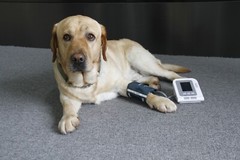 Vet Veterinary OLED digital Blood Pressure & Heart Beat Monitor NIBP CONTEC08A