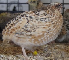 12+ Coturnix Quail Hatching Eggs, Fun Colors, NPIP, Free Shipping