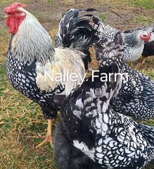 Silver Laced Wyandotte (12) 🐣 fertilized hatching eggs.Please read description.