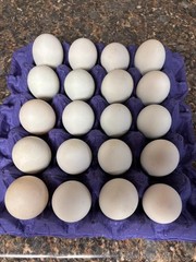 Jumbo Pekin & Hybrid 300 Ducks Eggs for Hatching.