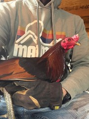 8 + Mug, Pumpkin, Blue, Black, RQ cross chicken hatching eggs