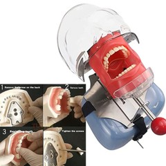 Dental simulator manikin phantom head medical practice model / dentist student