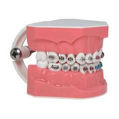 US 1:1 Dental Orthodontic Teeth Model Typodont Demonstration Model with Brackets