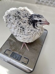 18 – Jumbo Pearl Fee – Coturnix Quail Hatching Eggs – Rare Color
