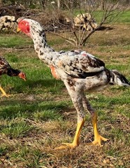 12+ Extremely Rare BLUE Real Indio Gigante Hatching Eggs RRA (((GUARANTEE)))