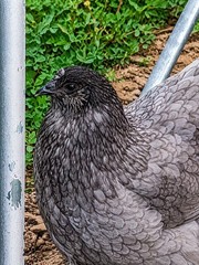 12 Fibro Easter Eggers