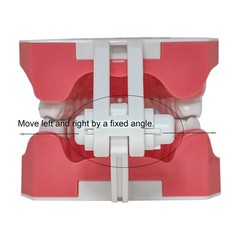 US Dental Typodont Ortho Teeth Model With Metal Braces for Brushing Practice