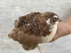 60++ Fertile Jumbo Multi Color Coturnix Quail Hatching Eggs