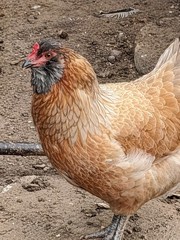 12 Fibro Easter Eggers